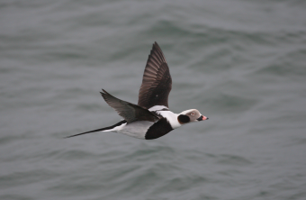 Eisente im Flug | © Zdenek Tunka