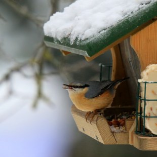 Kleiber | © Ingo Rittscher