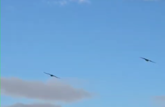 Nepomuk, Wiggerl und Generl gemeinsam am Jenner |© Miguel Gomez