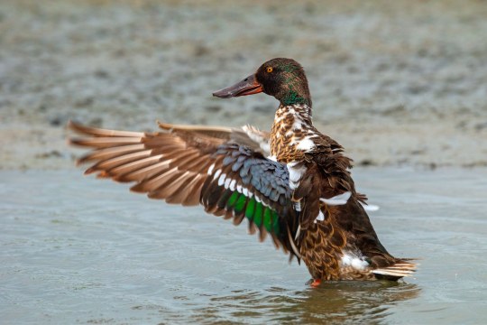 Löffelente | © Frank Derer