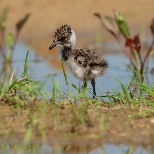 Kiebitz Küken auf Feld | © Josef  Baumgartner