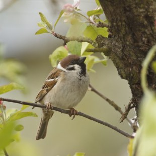 Feldsperling | © Rosl Rössner