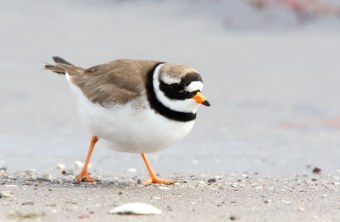 Sandregenpfeifer auf Sandboden | © Frank Derer