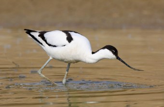 Säbelschnäbler watet im seichten Wasser | © Zdenek Tunka