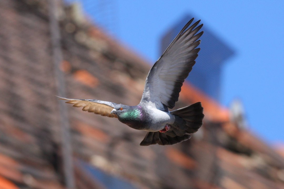 Stadttaube im Flug | © Zdenek Tunka