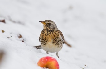 Eine Wachholderdrossel sitzt im Schnee mit einem Apfel | © Marcus Bosch