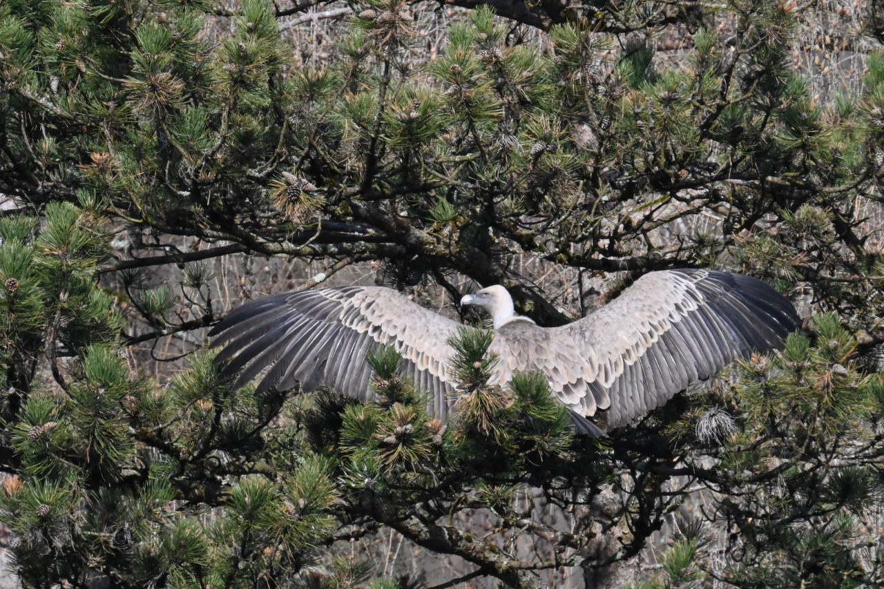 Gänsegeier Bad Reichenhall im Baum | © Dr. Michael Wittmann