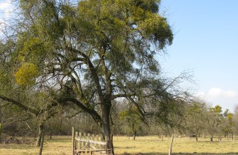 Laubholz-Mistel | © Thomas Staab