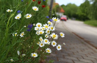 Blühfläche im Vorgarten | © Peter Bria