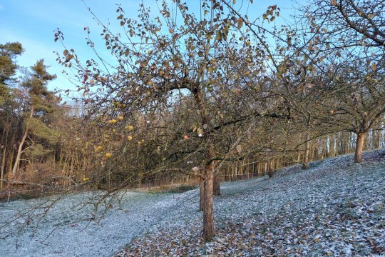 Streuobstwiese im Winter | © Franziska Wenger