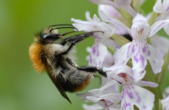 Ackerhummel sitzt auf Blüte | © Dr. Eberhard Pfeuffer