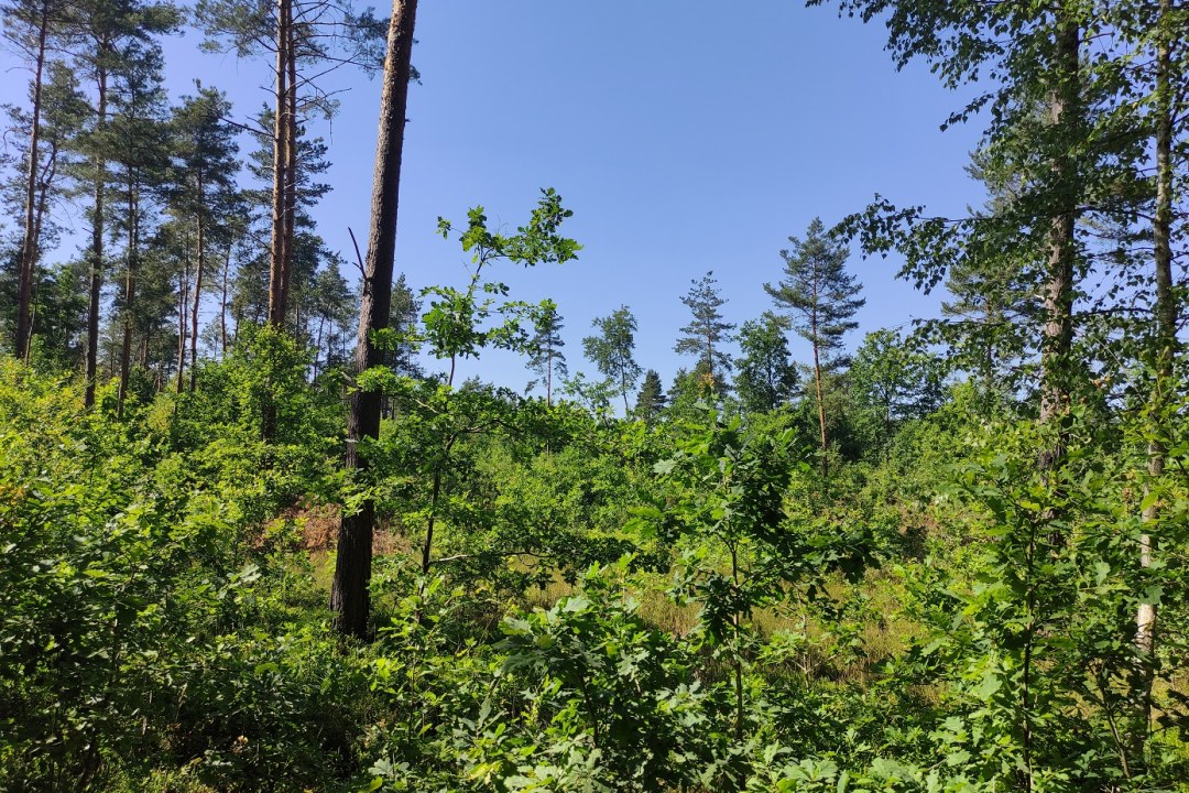 Wald bei Nittenau | © Christoph Bauer LBV