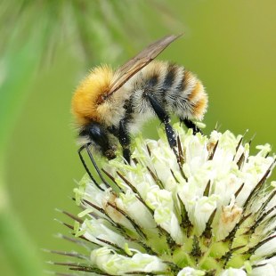 Ackerhummel | © Friedrich Hartl