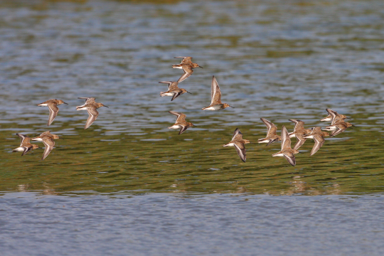 Alpenstrandläufer-Schwarm fliegt übers Wasser | © Zdenek Tunka