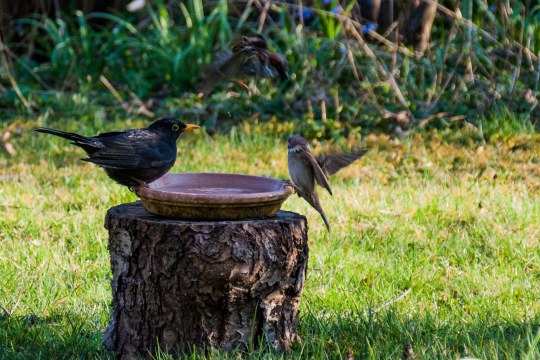 Amsel und Spatz an der Vogeltränke | © Matthias Hösch