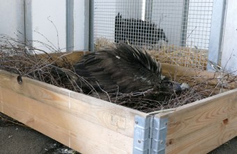 Bartgeier Wally in Nürnberg | © Jörg Beckmann