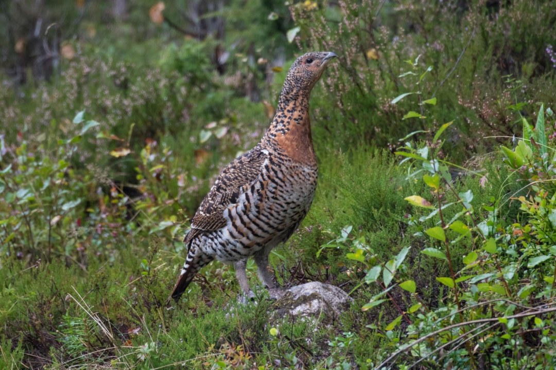 Auerhuhn | © Lorenz Wolfgang
