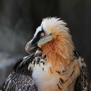 Bartgeier im Porträt | © Dr. Christoph Moning
