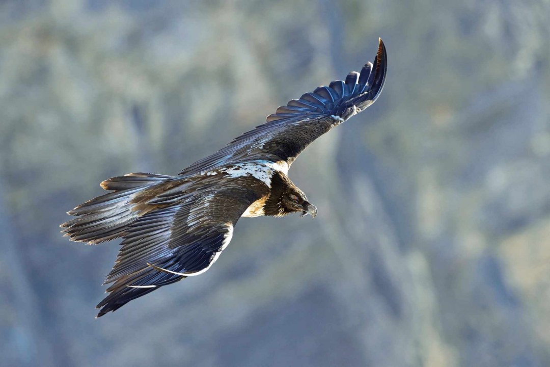 Junger und neugirieger Bartgeier | © Hansruedi Weyrich