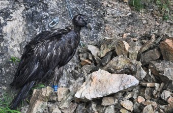 Bartgeier Recka in der Nische | © Hansruedi Weyrich
