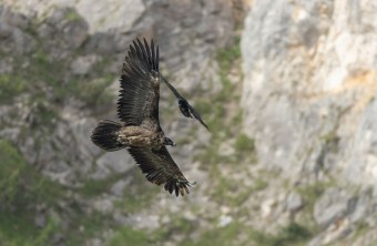 Bartgeier Sisi im Flug, dahinter ist ein Kolkrabe | © Urs Leuthäusser