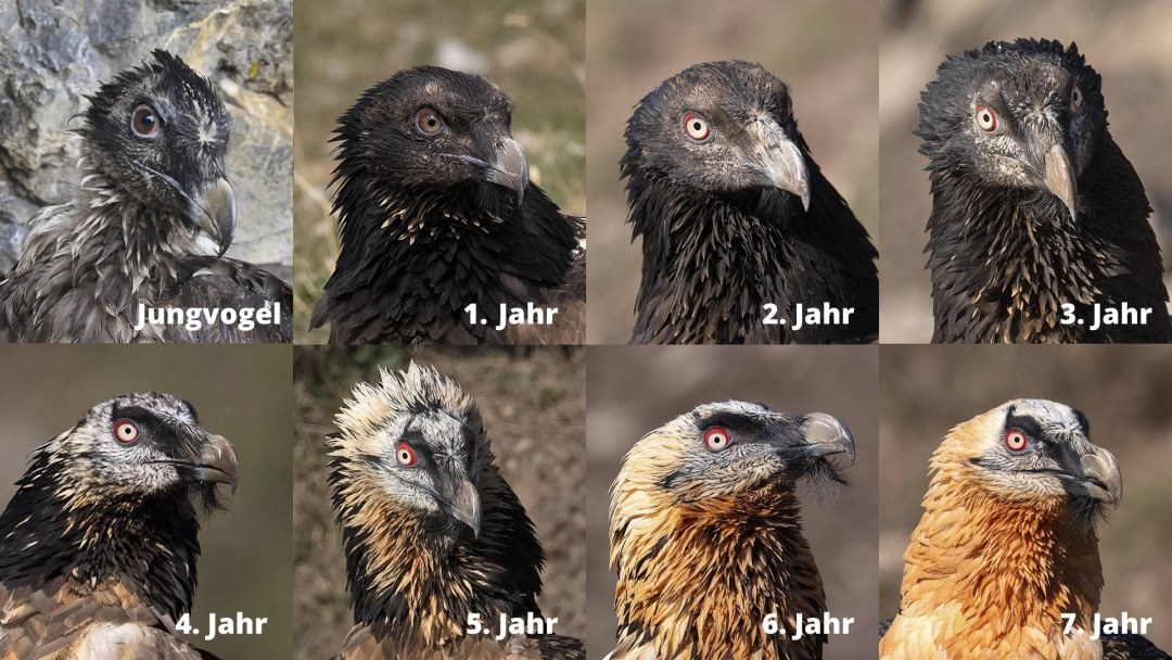 Metamorphose der Kopffärbung | © Hansruedi Weyrich
