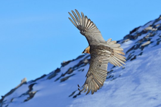 Adulter Bartgeier im Kurvenflug | © Hansruedi Weyrich