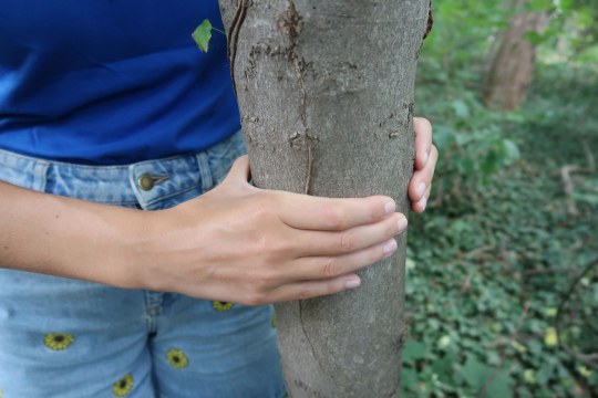 Eine Person misst den Baumdurchmesser, dieser ist kleiner als 15cm | © LBV