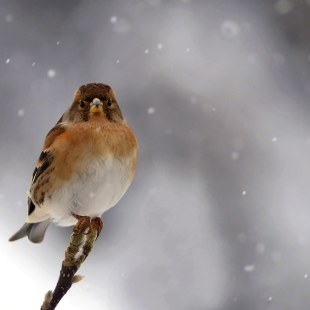 Bergfink | © Nadine Wolf