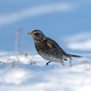 Wacholderdrossel im Boden auf Schnee, im Hintergrund blauer Himmel | © Bernhard Etspüler