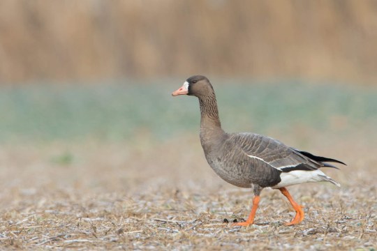 Blässgans auf einem Feld | © Markus Glässel