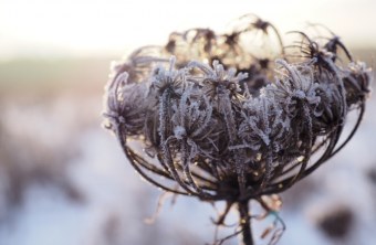 Blühfläche im Winter | © Franziska Wenger
