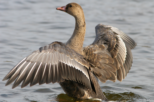 Blässgans mit ausgebreiteten Flügel auf dem Wasser | © Zdenek Tunka