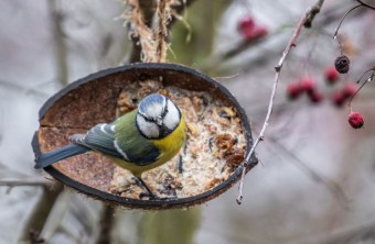 Blaumeise sitzt auf einer halben Kokosnussschale, die mit Fettfutter gefüllt ist und schaut in die Kamera | © Carl-Peter Herbolzheimer
