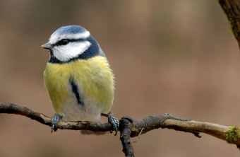 Porträt einer Blaumeise | © Willi Kroll