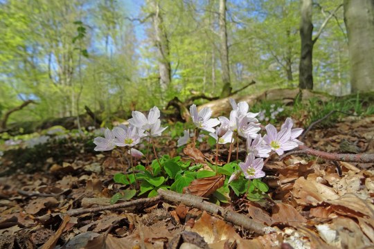 Auf dem laubigen Waldboden blühen hellrosa Blumen | © Dr. Christoph Moning
