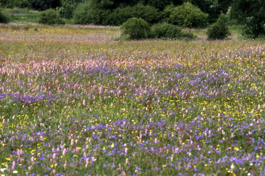 Artenreiche Blumenwiese | © Bernd Raab