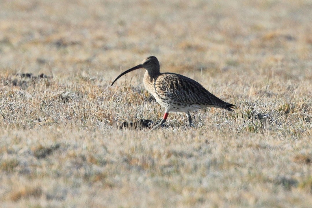 Schnepfingerin auf einer Wiese | © Joachim Aschenbrenner