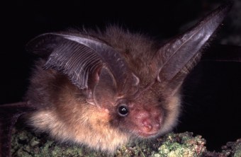 Das braune Langohr ist eine Fledermaus | © Dr. Andreas Zahn