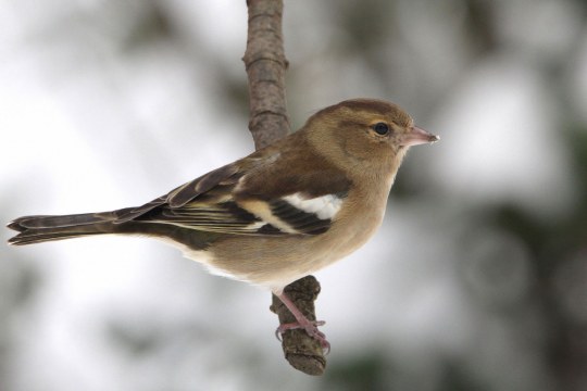 Buchfink-Weibchen auf einem dünnen Ast | © Reinhold Peisker