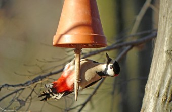 Buntspecht | © Werner Borok