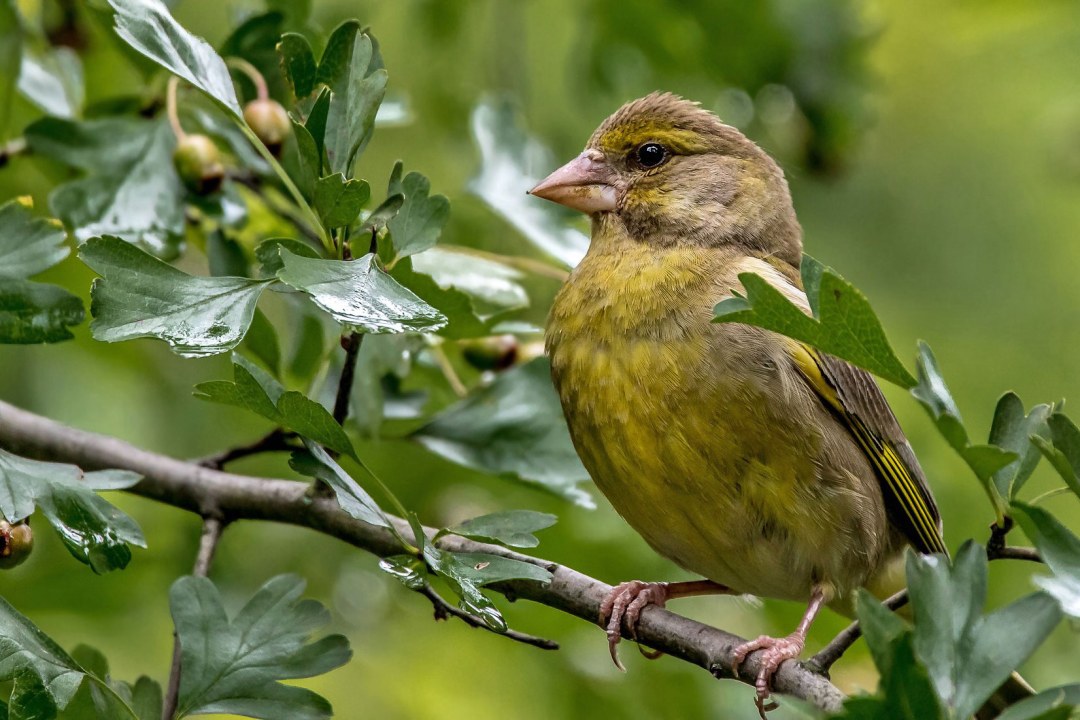 Grünfink auf einem grünen Ast | © Carl-Peter Herbolzheimer