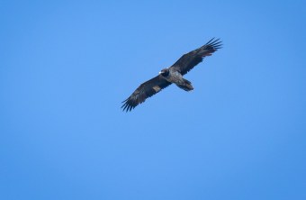 Dagmar im Flug in der Schweiz  | © Paola Dovi Fenini