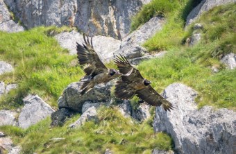 Dagmar und Wildvogel |© Ostinelli Orlo