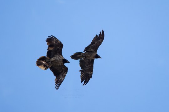 Dagmar und ein unbekannter Jungvogel  |© Paola Dovi Fenini