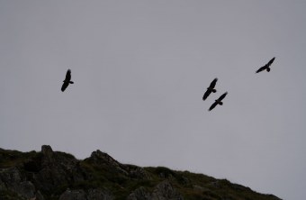 Dagmar und 3 andere Bartgeier Gottardo  | © Paola Dovi Fenini