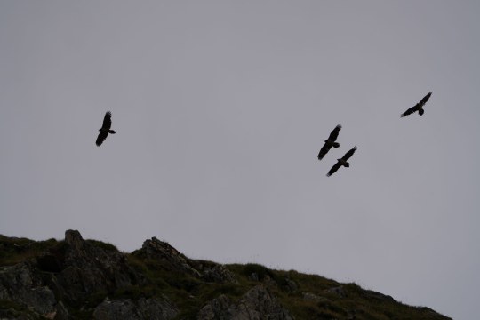 Vier junge Bartgeier  |  © Paola Dovi Fenini