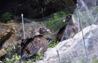 Dagmar und Recka zusammen am Zaun | © Markus Leitner