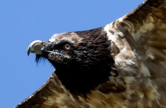 Dagmar ganz nah im August 2023 | © Luca Buehler