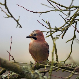 Eichelhäher auf Ast im Baum | © Christa Lachmann